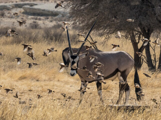 Birds fly around a large gemsbok