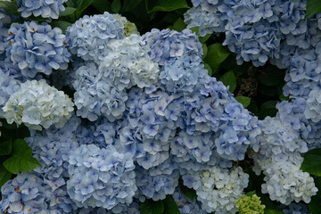 Background or Texture of a Late Summer Flowering Bright Blue Flower Head and Lush Green Leaves on a Hydrangea Shrub Growing in a Woodland Garden in Rural Devon, England, UK