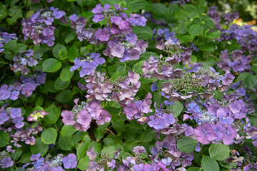Late Summer Flowering Bright Purple, Mauve and Pink Flower Heads on a Hydrangea Shrub (Hydrangea macrophylla 'More') Growing in a Woodland Garden in Rural Devon, England, UK