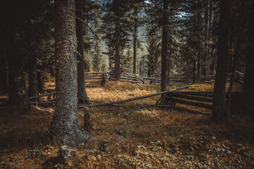 Mysterious forest in Siberia