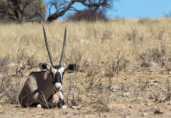 Gemsbok lies down in grass