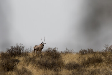 Smoke from a wildfire billows behind lone Gemsbok