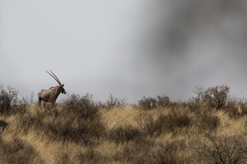 Gemsbok on horizon with smoke from wildfire