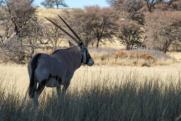 Gemsbok in Kgalagadi National park