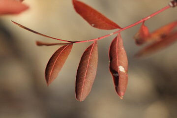 Fototapeta premium Feuilles rouges