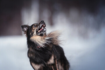 A cute mixed breed dog in a yellow bow standing on a snowy path and looking up against the backdrop of a winter fairy forest. The mouth is open. Close-up portrait