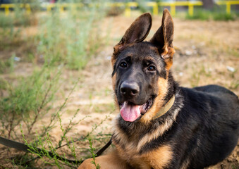Portrait of a German Shepherd puppy.