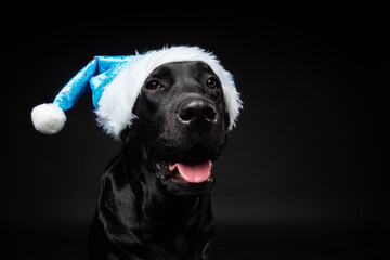 Portrait of a Labrador Retriever dog in a Santa hat, isolated on a black background.