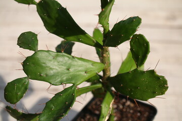 Opuncja brazylijska Brasiliopuntia brasiliensis 