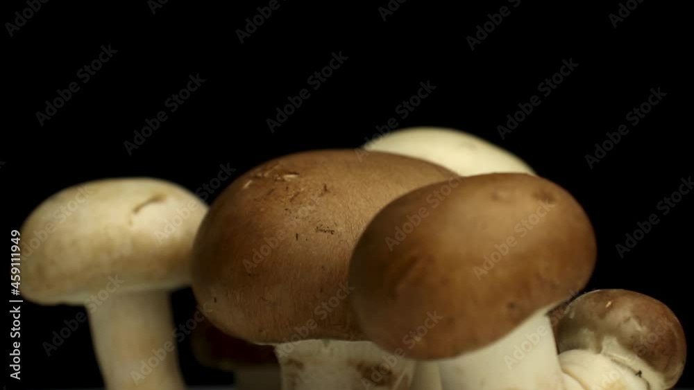 Wall mural close-up to forest fresh mushrooms on a black background, rotating footage