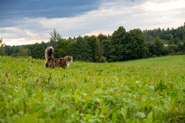 horses in the meadow