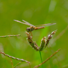 The close-up photo of dragonfly