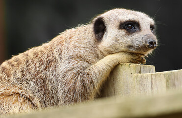 A Meerkat resting his head on his feet, dreaming of something special