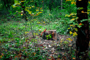 Red squirrel sits on a tree stump in a deep forest