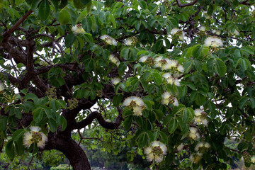 Pequi tree from Brazilian cerrado in September with many white flowers and green leaves after rain in selective focus. twisted trunk of the tree ( Caryocar brasiliense )