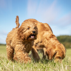 Mother and puppy on grass