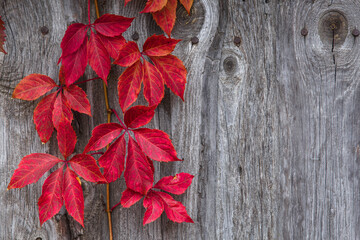 ivy leaves, close-up, texture, organic