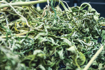 Close up of cannabis leaves in black tray, is a process of drying the leaves to bring them to hot water for further drinking.