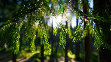 Fototapeta premium The view of the sun bringing the spruce branches