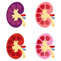 Vector illustration set of a kidney with its internal structure, suitable for advertising health and education products
