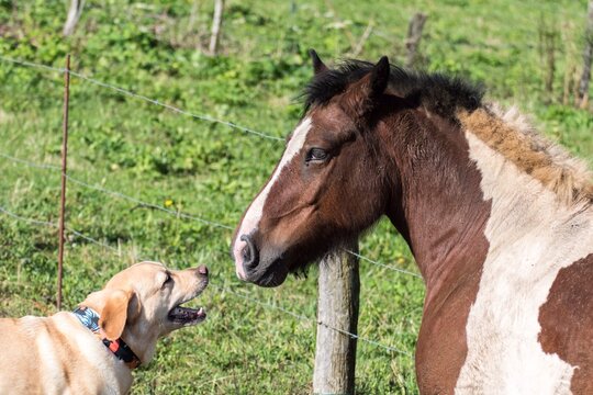 Un perro y un caballo 
