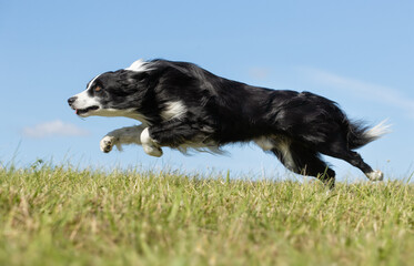 border collie dog running
