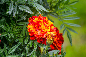 Marigold flower in the middle of green leaves in the garden.