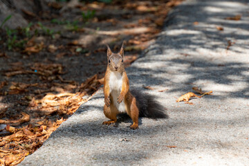Eichhörnchen posiert für die Kamera in unterschiedlichen Positionen