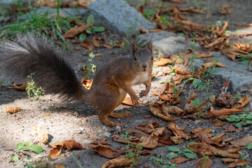 Eichhörnchen posiert für die Kamera in unterschiedlichen Positionen