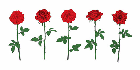 Naklejka premium Red rose flower set with leaves and stems. Hand drawn realistic open rosebuds. Vector illustration.