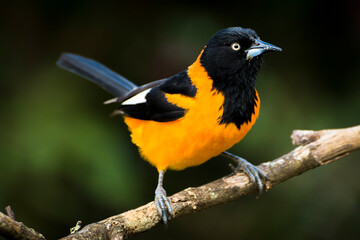 The Campo Troupial (Corrupião; Icterus jamacaii) curious with my camera in the interior of Brazil, Brazilian Atlantic Forest, Minas Gerais.