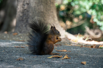 Eichhörnchen posiert für die Kamera in unterschiedlichen Positionen