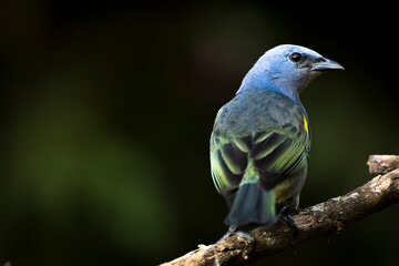The Golden-chevroned Tanager (or in Brazil sanhaço-de-encontro-amarelo; Thraupis ornata) curious about my camera.	