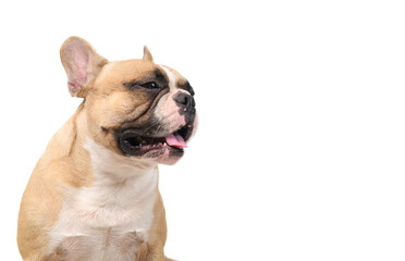 French bulldog sitting with tongue isolated on white background, pets