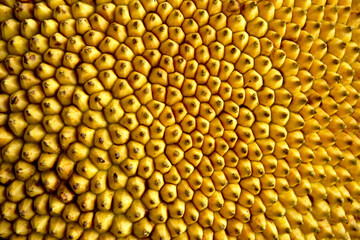 Close-up of the jackfruit peel texture.