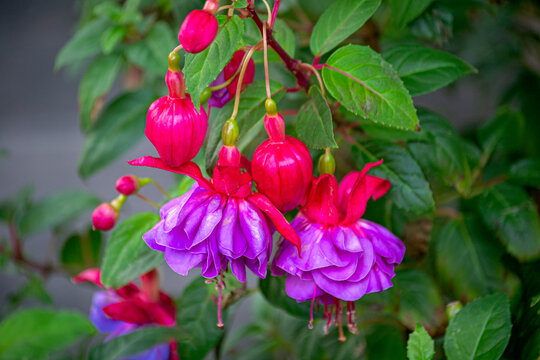 Beautiful blooming pink and purple fuchsia flowers in the garden.