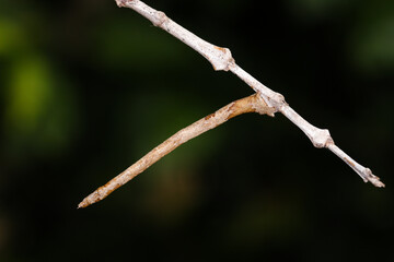 The caterpillar camouflaged on the dry stick of the coffee tree. Brazil, Minas Gerais.	