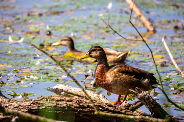 A female duck standing on the edge of the pond. Photo taken in good lighting conditions on a sunny day