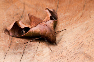 The Hawk-moth (Sphingidae) inn on an angelim-amargo (Andira anthelmia) board. Brazil's interior.