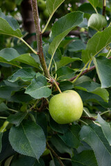 Green apples on the apple tree. The shot was taken in natural, soft light