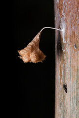 A tiny Hatchling Wasp nest/cocoon in the surface of the giant bamboo trunk. From the interior of Brazil.