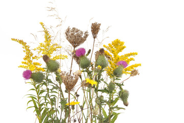 Autumn meadow flowering and dry wild grass and herbs isolated on white background. Border of meadow flowers (Carduus,  Solidago) wildflowers and plants in autumn time.