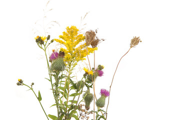 Autumn meadow flowering and dry wild grass and herbs isolated on white background. Border of meadow...