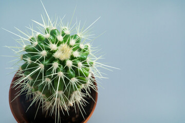 top view. a small potted cactus on a gray background. houseplants.