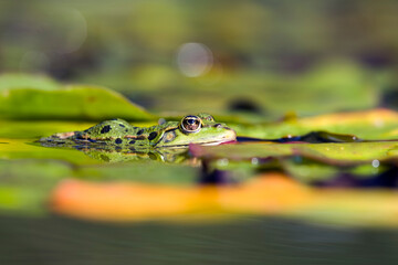 Teichfrosch geniest die Herbstsonne