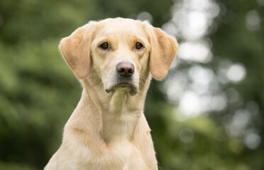 portrait of a Labrador retriever