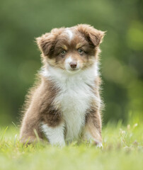 puppy on the grass