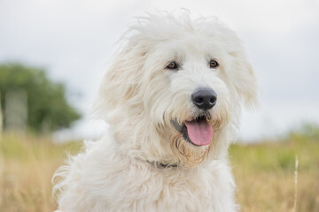 lovely dog in the wild