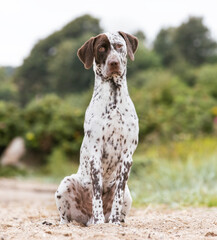 english springer spaniel