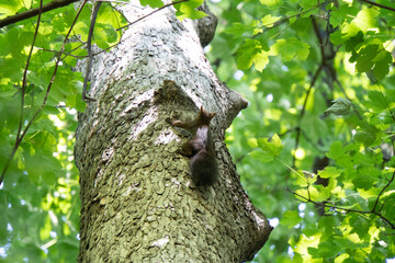 Obraz premium Eichhörnchen auf einem Baum